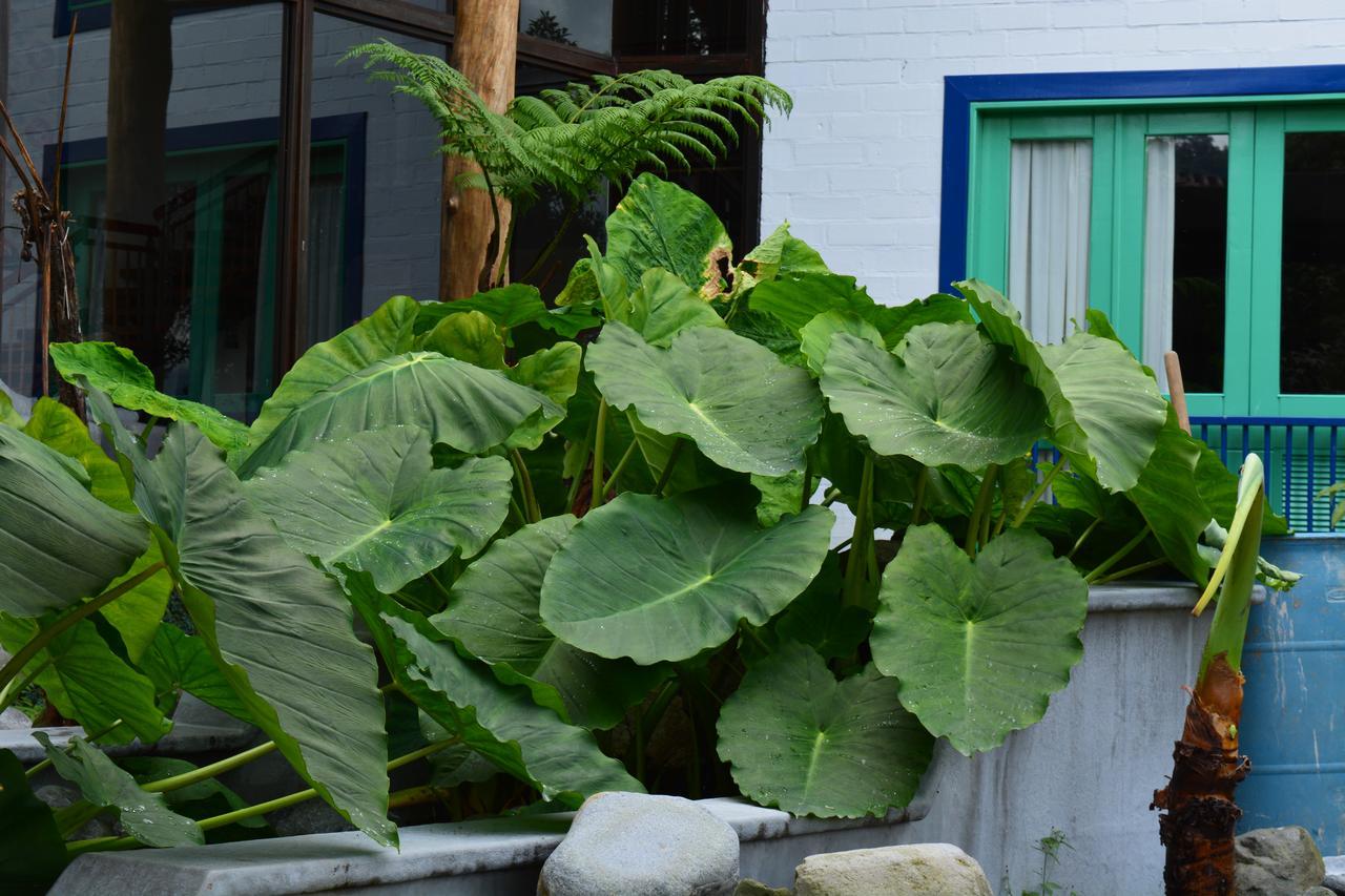 Termales El Otono Hotel Manizales Exterior photo Xanthosoma sagittifolium