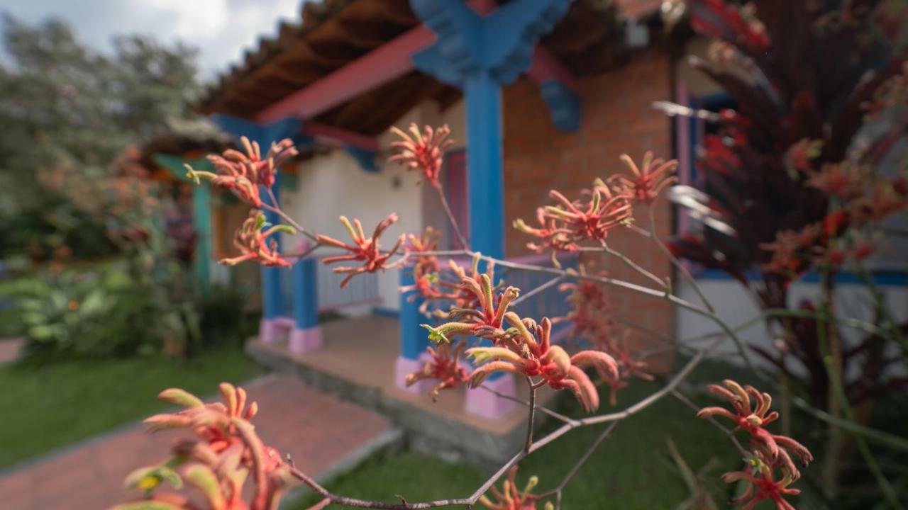 Termales El Otono Hotel Manizales Exterior photo An example of a kangaroo paw